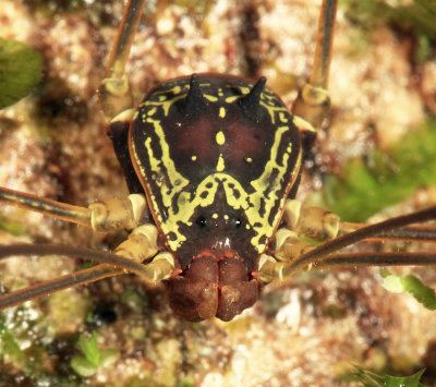 Cosmetidae - Paecilaema waratukum