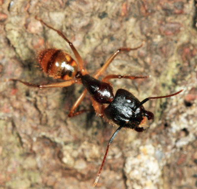 Camponotus atriceps