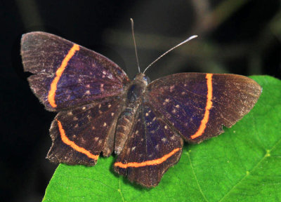 Lysippus Metalmark - Riodina lysippus