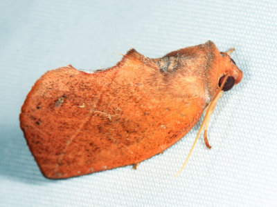 Apela sp.