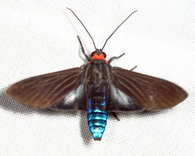 Episcepsis inornata