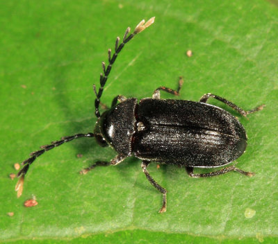 Ptilodactylidae