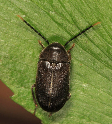 Ptilodactylidae