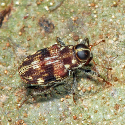 Weevil - Conoderinae