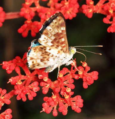 Lasaia pseudomeris