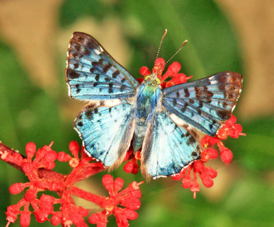 Guyana Butterflies