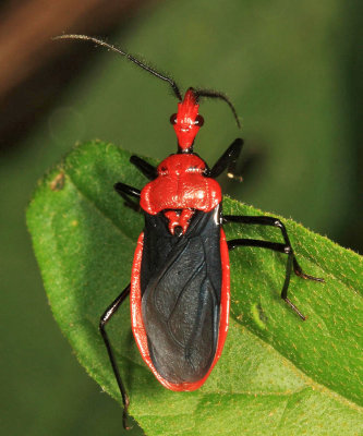 Pothea sp. (Ectrichodiinae)