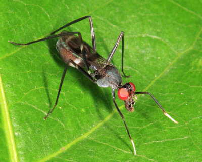 Stilt-legged Fly - Micropezidae