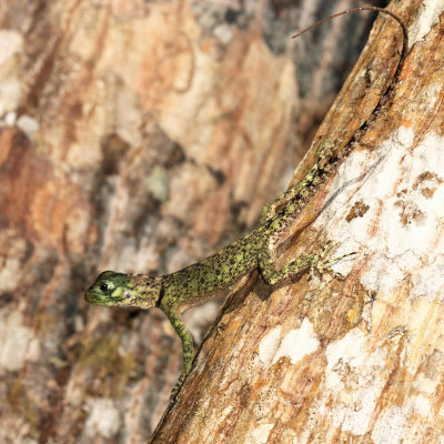 Blue-lipped Tree Lizard - Plica umbra