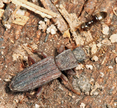 Darkling Beetle - Lagriinae - Rhypasma sp.