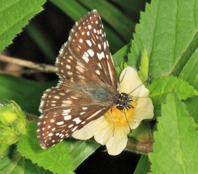 Orcus Checkered-Skipper - Pyrgus orcus
