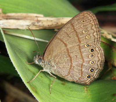 Hermes Ringlet - Hermeuptychia hermes