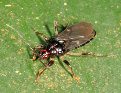 Ectrichodiinae