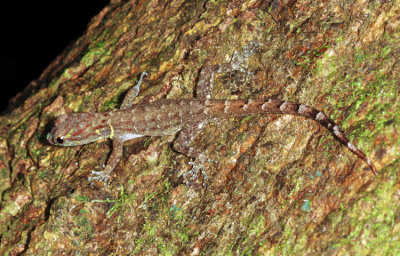 Bridled Forest Gecko - Gonatodes humeralis
