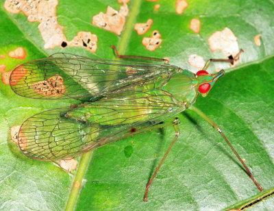 Dictyopharidae - Toropa ferrifera