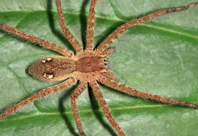 Guyana Wandering Spiders - Ctenidae