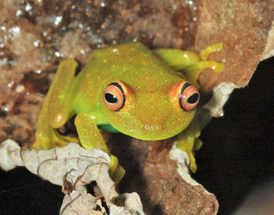  Rough-skinned Green Tree Frog - Boana cinerascens 