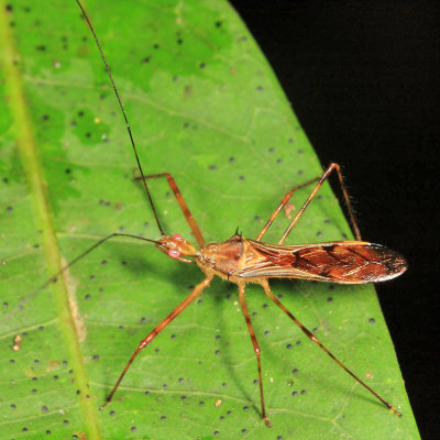 Harpactorinae - Repipta sp.