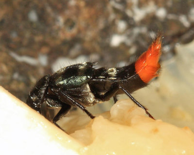 Plociopterus sp.