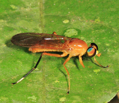 Ptecticus sp. (probably P. testaceus)