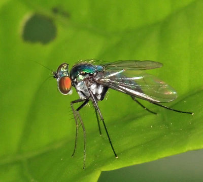 Long-legged Fly - Dolichopodidae - Condylostylus sp.