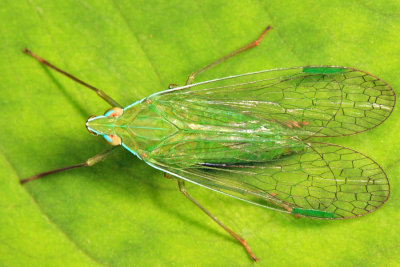 Dictyopharidae - Nersia florens