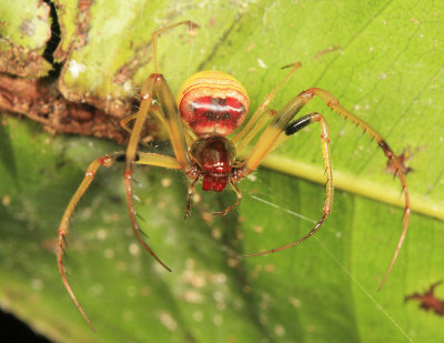 Pirate Spider - Mimetidae -  Gelanor sp.