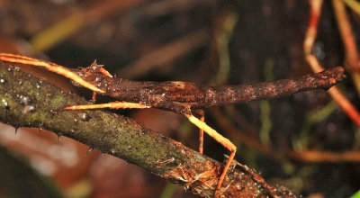 Walking Stick Insect - Creoxylus sp.