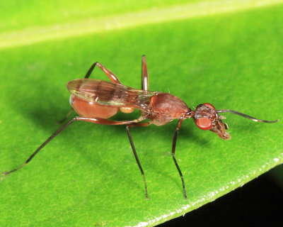 Stilt-legged Fly - Micropezidae - Cardiacephala sp.