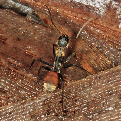 Camponotus rapax
