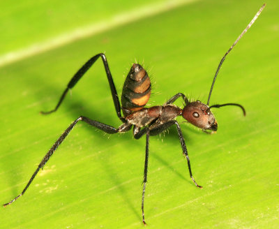 Guyana Ants & Termites