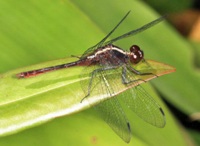 Erythrodiplax amazonica