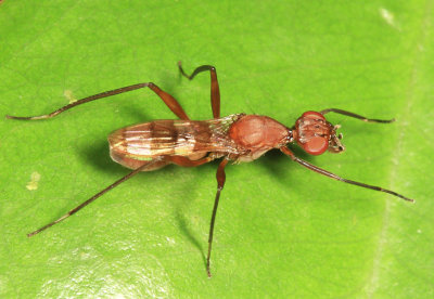 Stilt-legged Fly - Micropezidae - Cardiacephala sp.