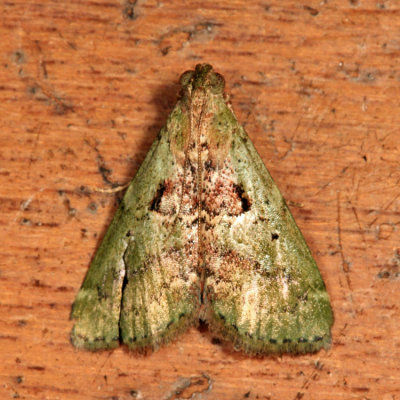 Deuterollyta zetila
