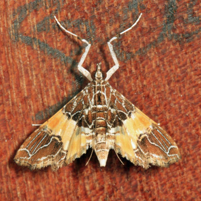 Crambidae
