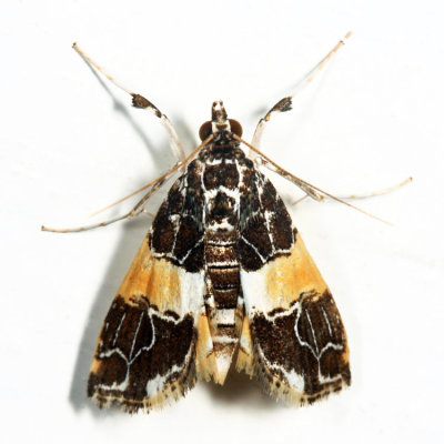 Crambidae