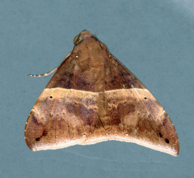 Ophisma tropicalis