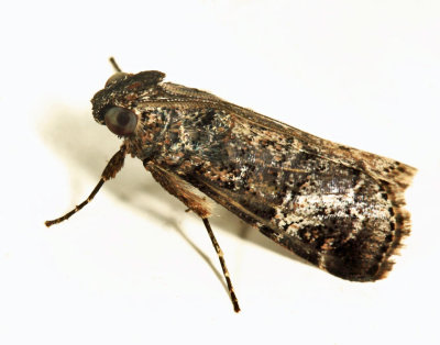 Pyraloidea