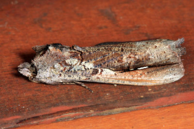 Bardaxima sp.