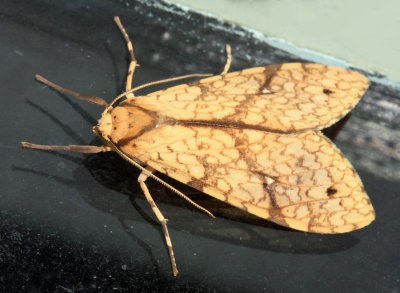Lophocampa catenulata