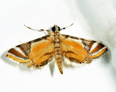 Acentropinae