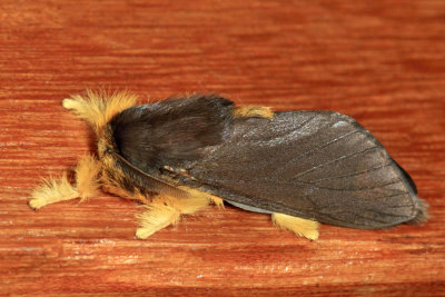 Thoscora sp.