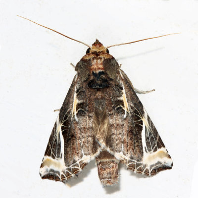 Calledema sp.