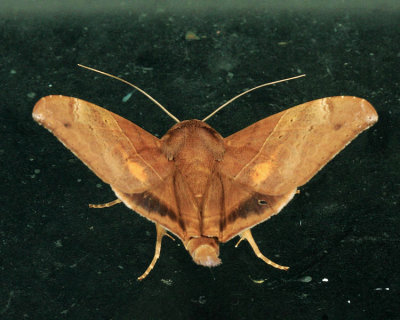 Ophisma tropicalis