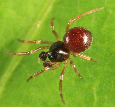 Ceratinella brunnea