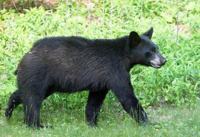 Black Bear - Ursus americanus