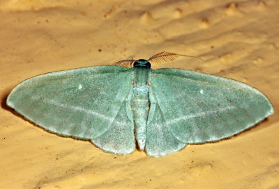 7648 - The Bad-Wing - Dyspteris abortivaria