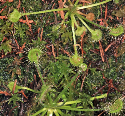 Round-leaved Sundew - Drosera rotundifolia