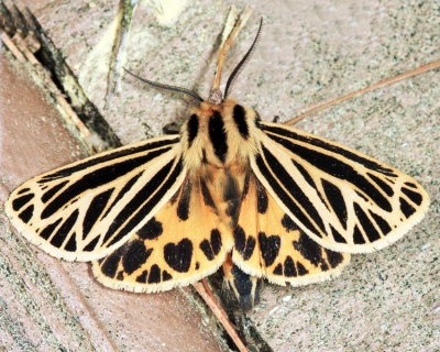 8175 - Little Virgin Tiger Moth - Grammia virguncula