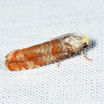 2889 - Pitch Twig Moth - Retinia comstockiana